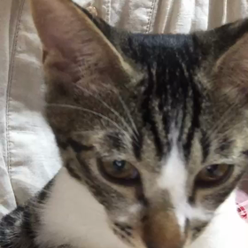 レイくん【里親様募集中】の画像