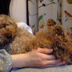  看板犬の動画☆の画像