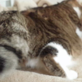 キンのモミモミの画像