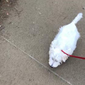 ♪お散歩動画♪代々木公園♪の画像