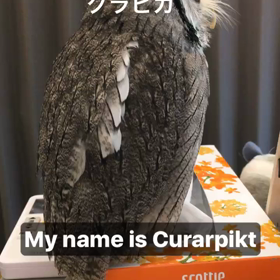 良くある質問ー名前の画像