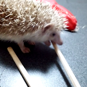 ♯こはく、割り箸に挑む！♯の画像