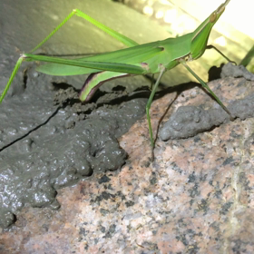 昆虫の不思議　バッタ編の画像