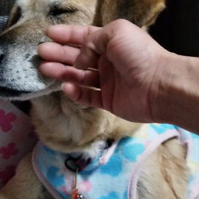 一夜明けたフクタンの画像