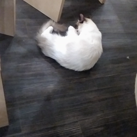 猫カフェの画像