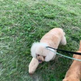 10月13日15わんこと1時間遠足  代々木公園の画像