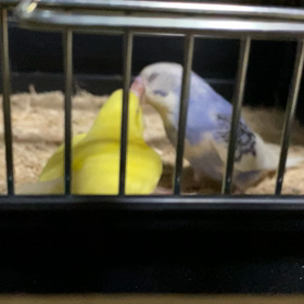 明日(旦那)からの画像