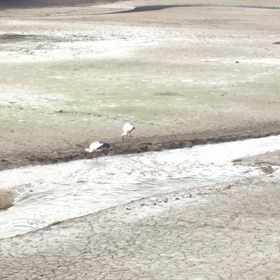 コウノトリのカップルさん♪の画像