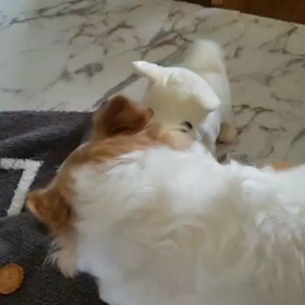 チワワがビビりすぎてオモチャ購入したのに撃沈の画像