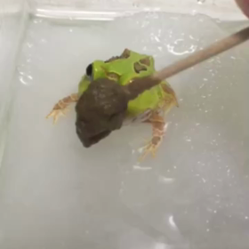 ぴょん吉くんのゴハンの画像