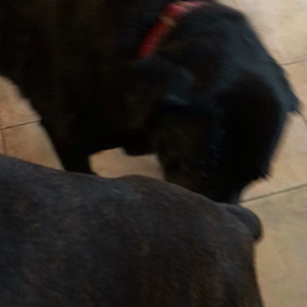 おデブは意外と細いのかも…の画像