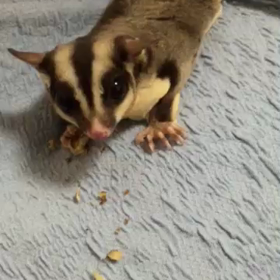 モモンガの画像