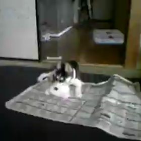 ちっちゃい時!! IIの画像