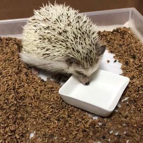 167日目少し落ち着く？の画像