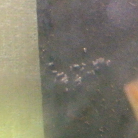 エンゼル  産卵  11日目の画像