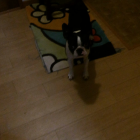 ふがふがの画像