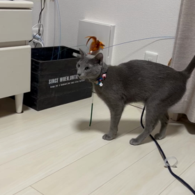 おもちゃ取ってほしいのぼくは。の画像