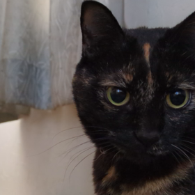 マロンと遊ぶの画像