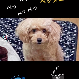 【 TikTok 】❌　愛犬　の画像