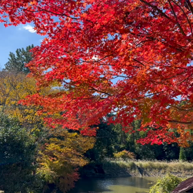 ゆくものの画像