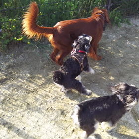 ヘタレホーク(笑)の画像