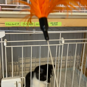 猫じゃらしの画像