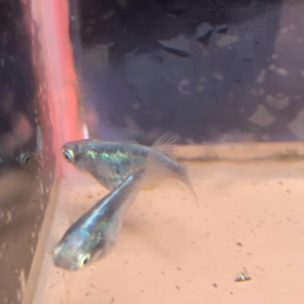 鯖極鱗光ロングフィンそしてプラチナブルージェイの画像