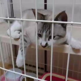 迷子猫案件  協力お礼の画像