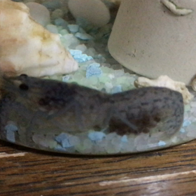 卵を動かしてる！の画像