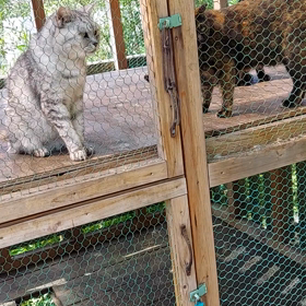 保護猫ハウス。ボランティアでお世話、飼い主探し、、頭下がります。の画像
