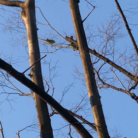 野生のオウムかな？の画像