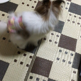 リーベ 徘徊の画像