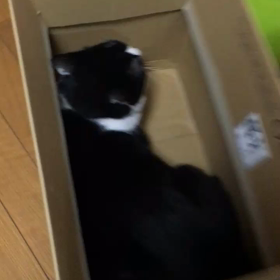 P tube   ダンボール編の画像