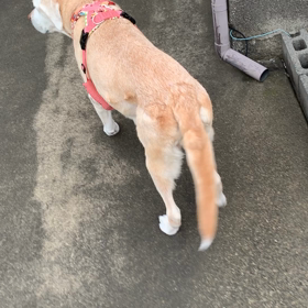 よもこ、ささ、かえるわの画像