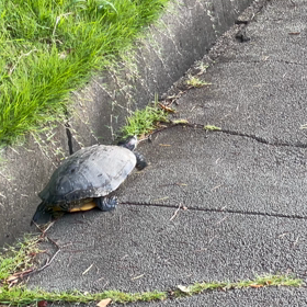 今朝は散歩道を歩く亀に遭遇の画像
