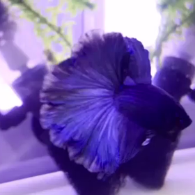 妖艶なBerry君のフレアリングの画像