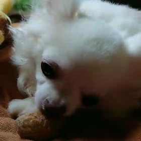 はむはむ動画の画像