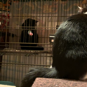 れんちゃん、一人遊び（はじめて目撃）の画像