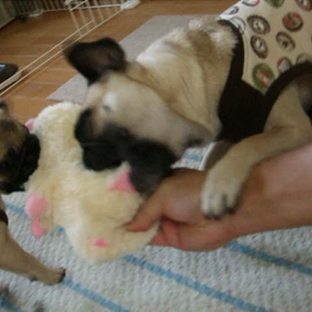 好調なスタート　２パグとの生活～次女ぼたんのこと～の画像