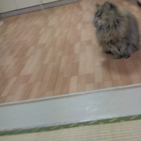 ボール遊びの動画の画像