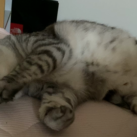 我が家の猫…の画像