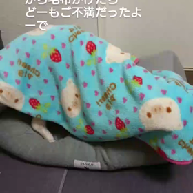 あれとこれとそれの話。の画像