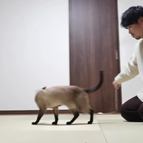 ペットシッターの画像