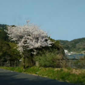 花見の画像