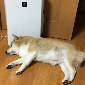 今日もももちゃん元気です。の画像