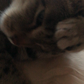 今日のぶんちゃん♡の画像