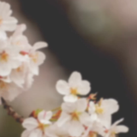 お教室に来て13年目の画像