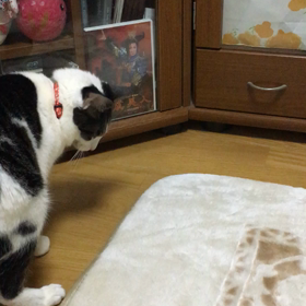 どうしても。の画像