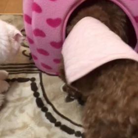 レモン～正式譲渡決定～の画像