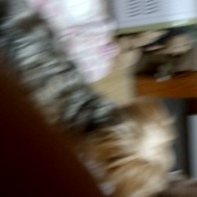 可愛い祭り。の画像